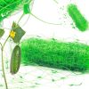 Plasa de castraveti decupabila, verde, 1,2x20m
