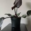 Ghiveci pentru flori, plastic, set 500 buc
