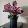 Ghiveci pentru flori, plastic, set 500 buc