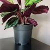 Ghiveci pentru flori, plastic, set 500 buc