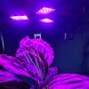 LED lampa na pestovanie rastlín so 108 LED diódami, 8W