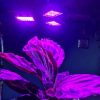 LED lampa na pestovanie rastlín so 108 LED diódami, 8W
