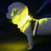 LED svetelný obojok pre psov, USB nabíjanie, nastaviteľná dĺžka